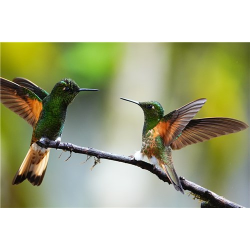 ILCE-1M2_VX8047_teleconverter_DSC08331 b
